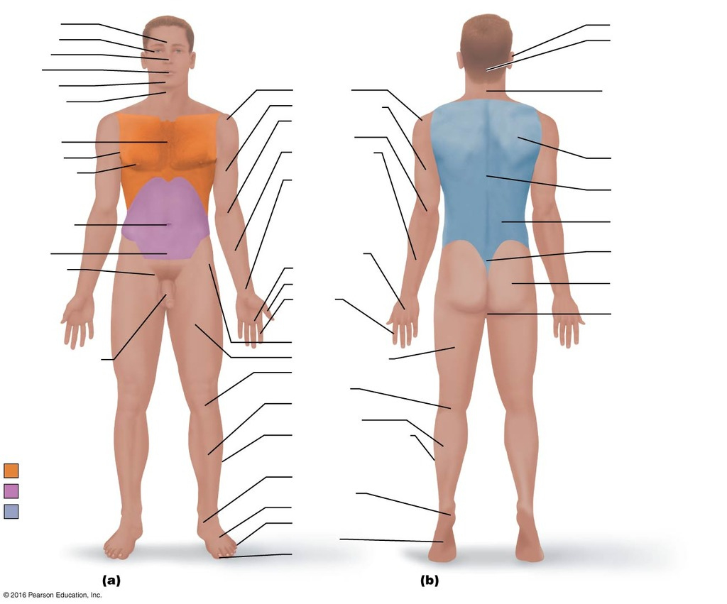 Body Regions Diagram | Quizlet for Printable Body Regions Labeling Worksheet