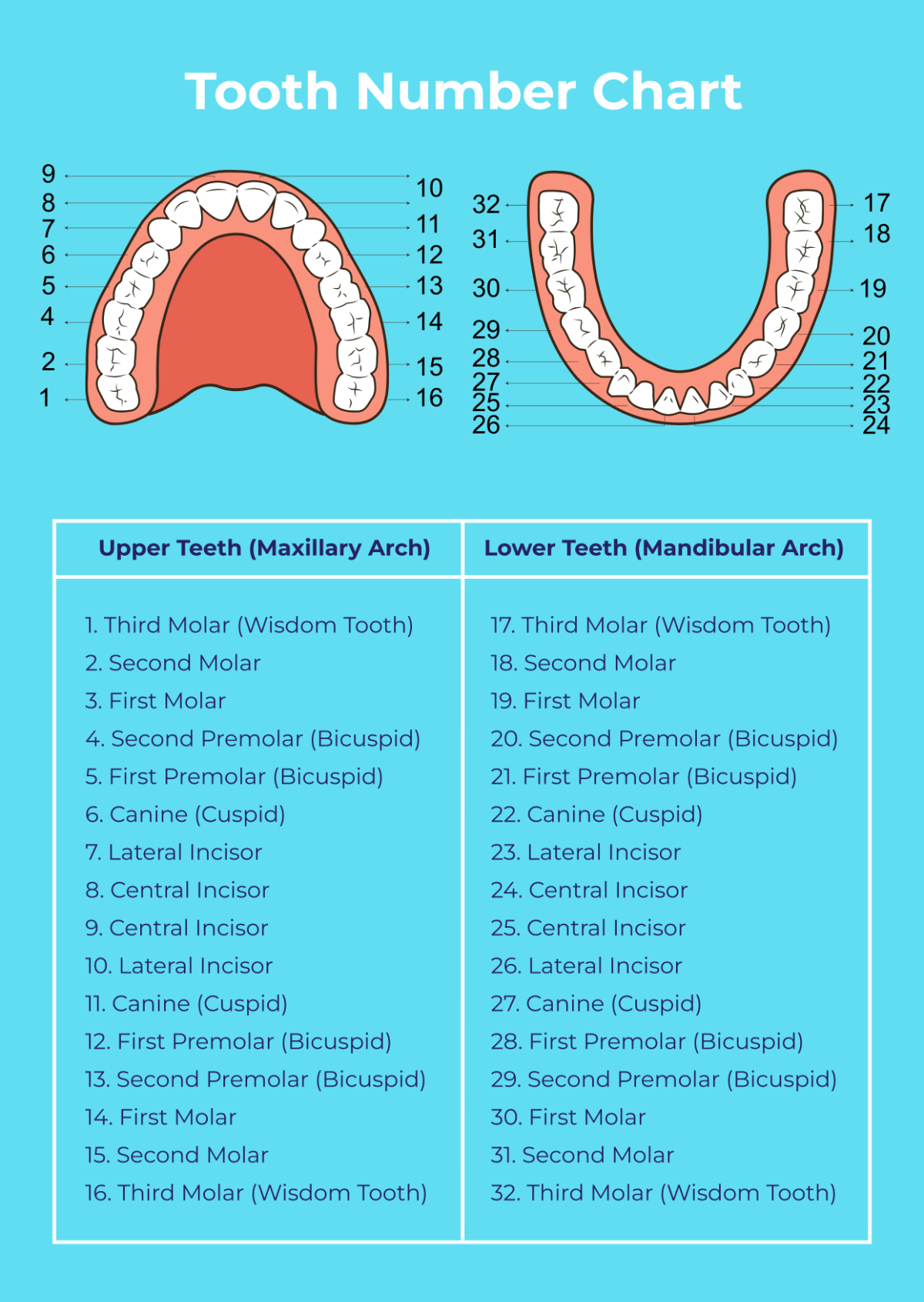 Free Tooth Chart Templates, Editable And Printable within Free Printable Tooth Chart Printable