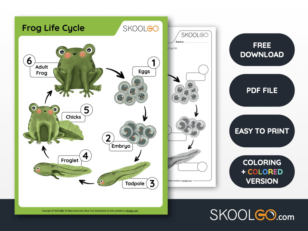 Frog Life Cycle - Free Worksheet - Skoolgo pertaining to Frog Life Cycle Free Printable