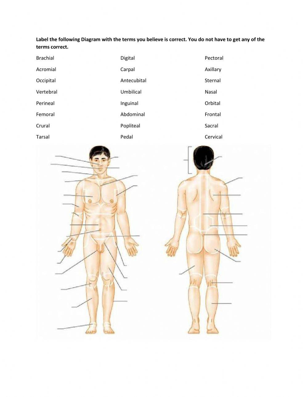 Label Parts Of The Body Worksheet | Live Worksheets - Worksheets regarding Printable Body Regions Labeling Worksheet