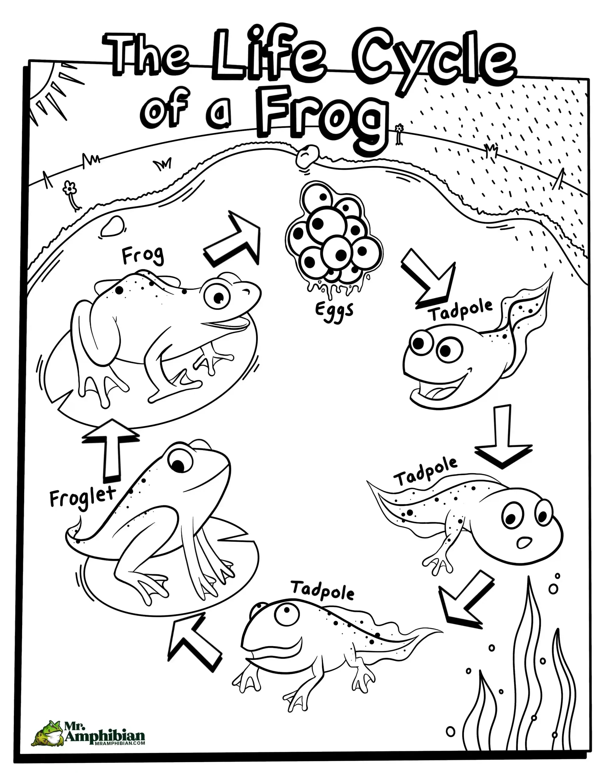 Life Cycle Of A Frog (Activities For Kids) - Mr. Amphibian for Frog Life Cycle Free Printable