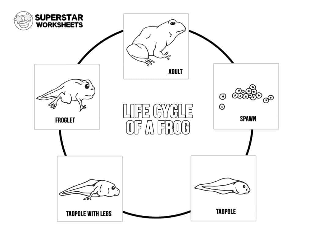 Life Cycle Of A Frog Worksheets - Superstar Worksheets inside Frog Life Cycle Free Printable