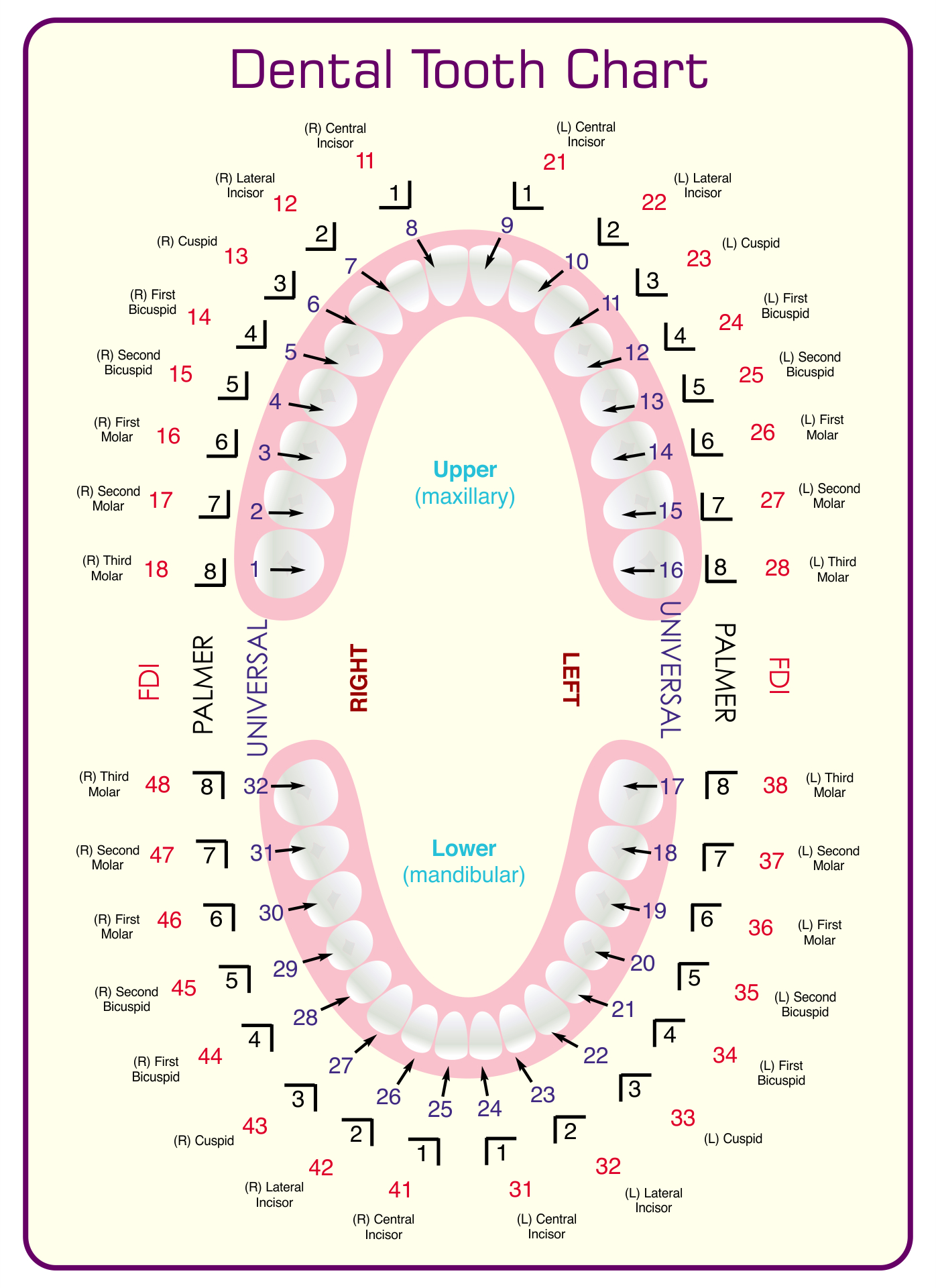 Tooth Chart Full Sheet - 15 Free Pdf Printables | Printablee pertaining to Dental Assistant Tooth Chart Printable