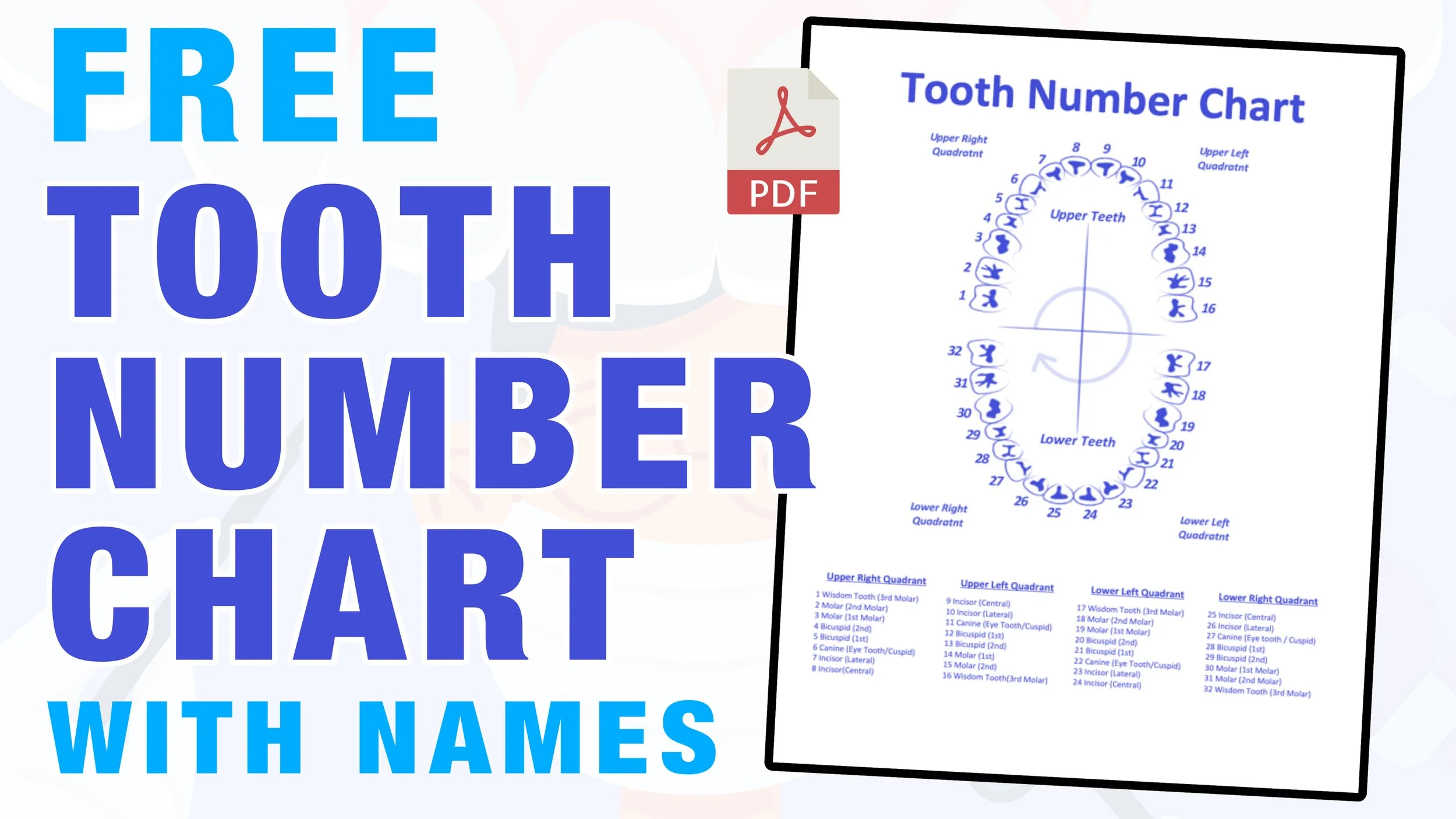 Tooth Number Chart (Printable Pdf) — Mashup Math intended for Free Printable Tooth Chart Printable
