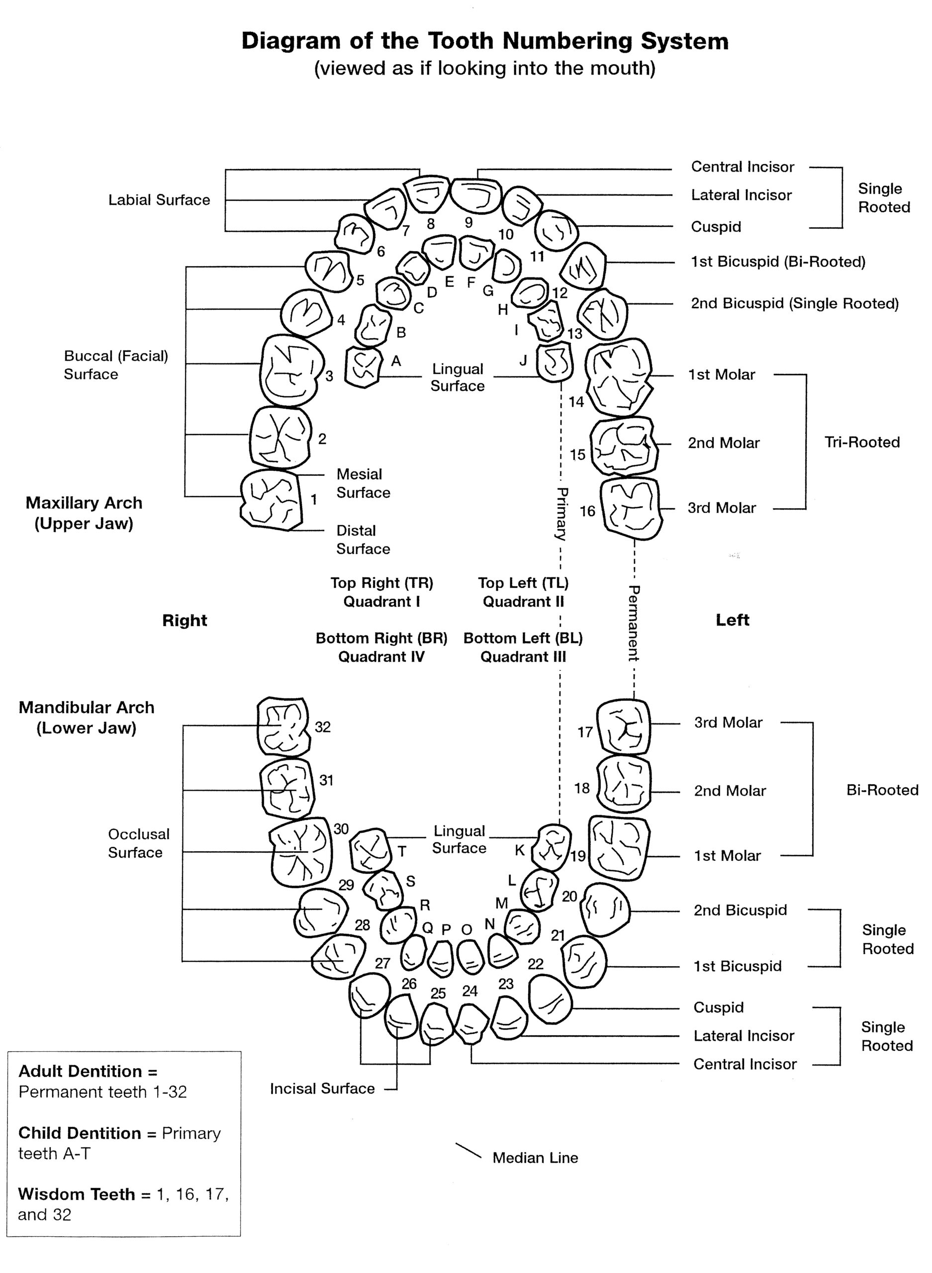 Tooth Numbers And Illustrations | Pi Dental Center intended for Dental Assistant Tooth Chart Printable