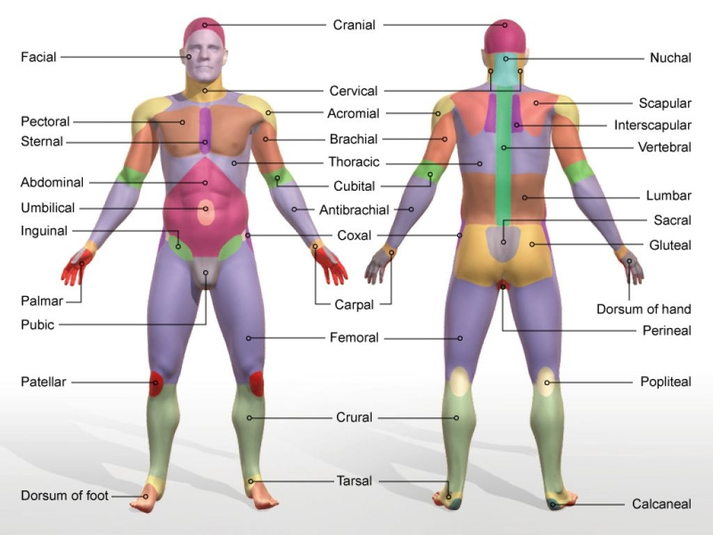 Unit Three - Structure & Function Of The Body - Mr. Lesiuk regarding Printable Body Regions Labeling Worksheet